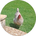 Jay Vang profile picture